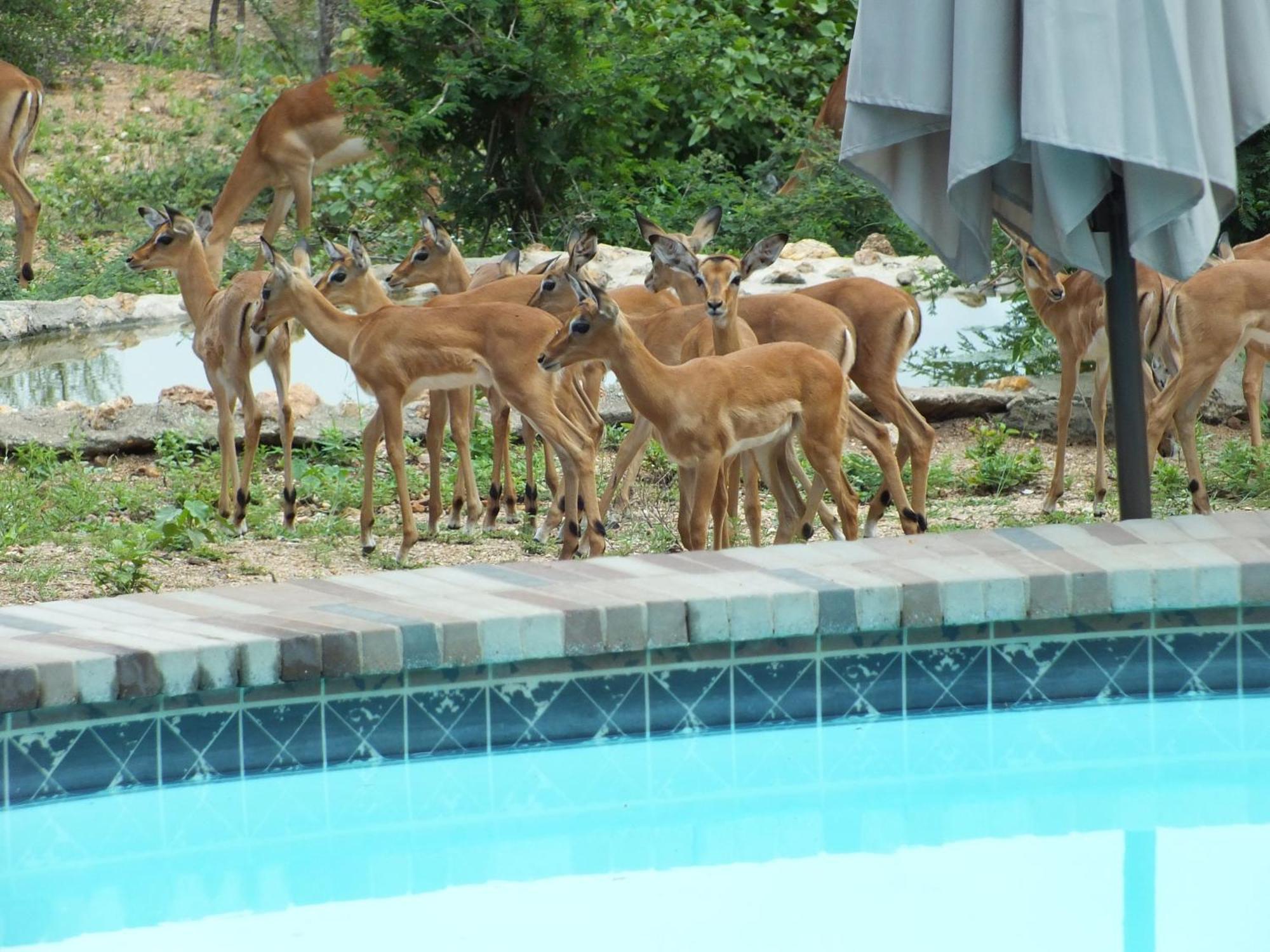 Bushvilla Umoja Kruger Phalaborwa Exterior photo
