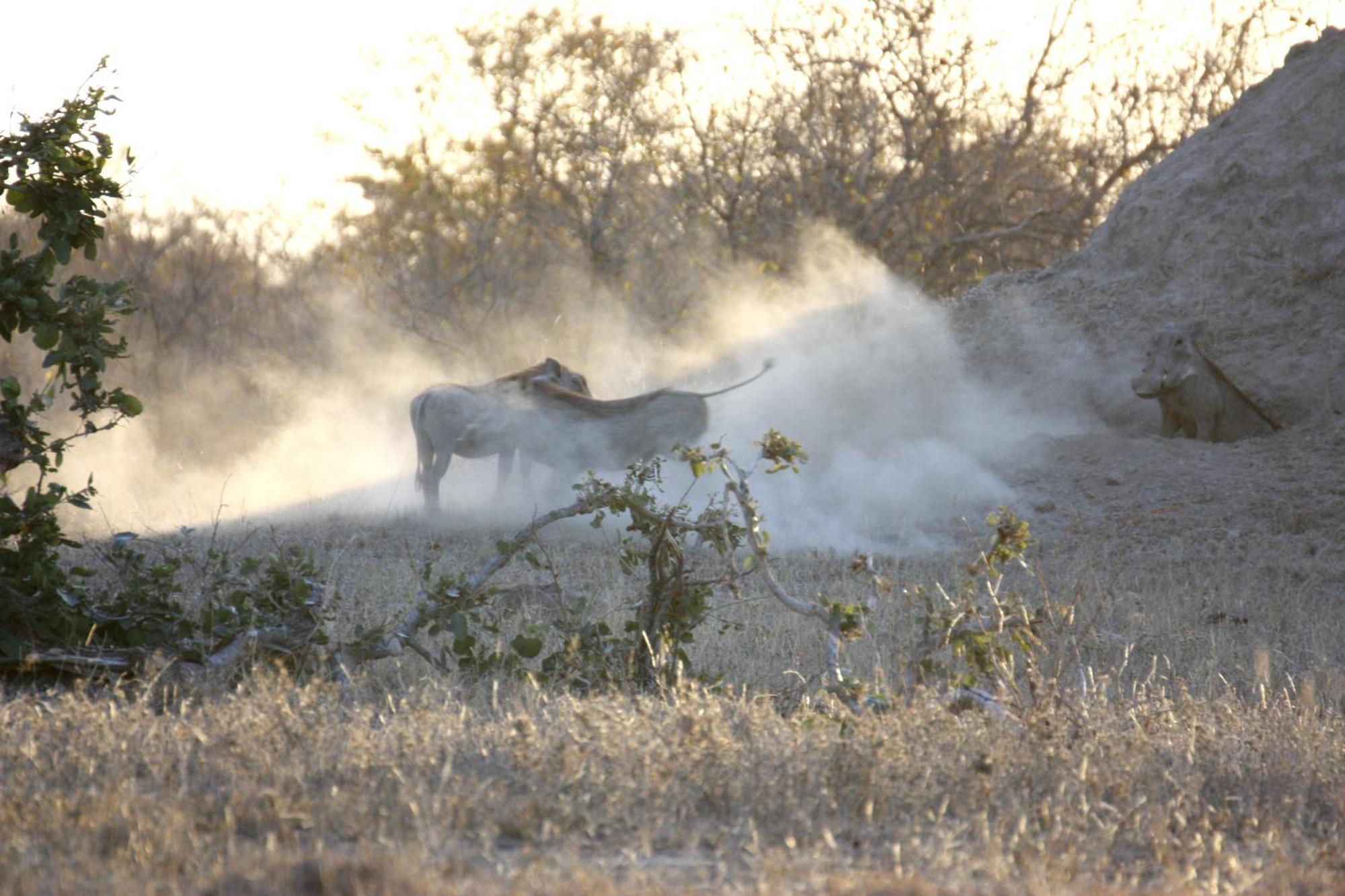 Bushvilla Umoja Kruger Phalaborwa Exterior photo